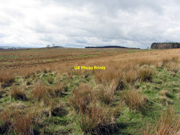 Photo 6"x4" Moorland east of Prior Park Plantation Chesterwood c2014