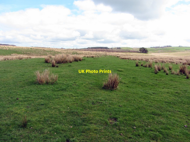 Photo 6"x4" Improved grassland west of Colleylaw Plantation Chesterwood c2014