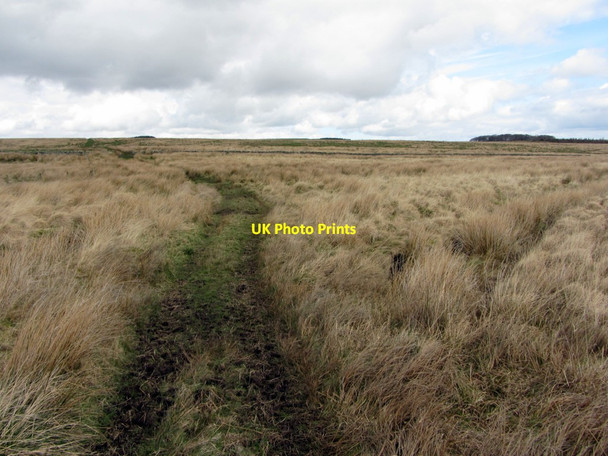 Photo 6"x4" Track crossing Whinnetley Moss Chesterwood c2014