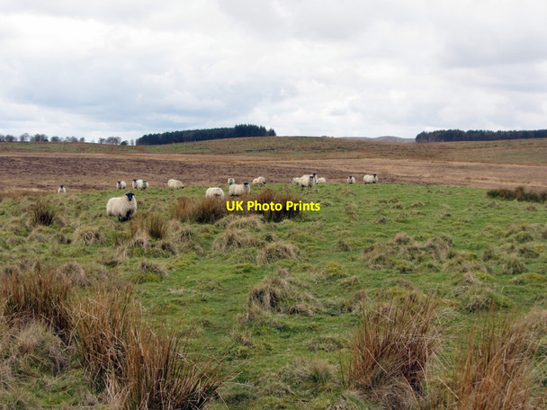 Photo 6"x4" Sheep grazing near Whinnetley Moss Chesterwood c2014