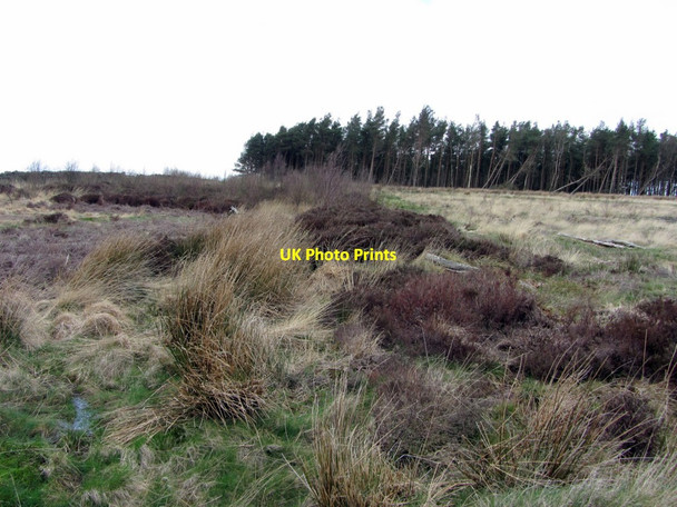 Photo 6"x4" Remains of Black Dyke in Blackdyke Plantation Chesterwood c2014