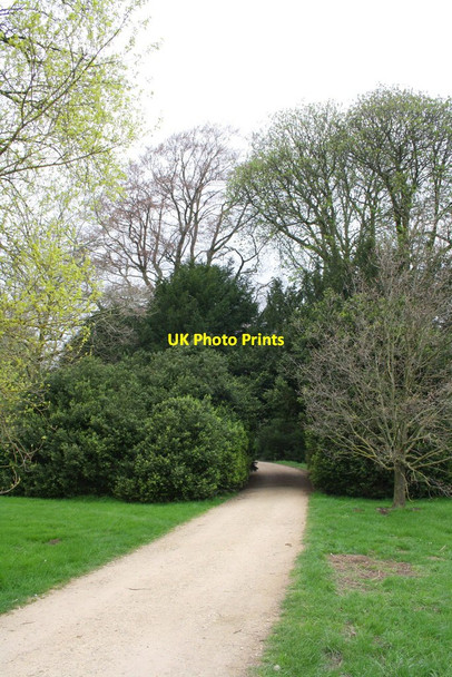 Photo 6"x4" Path through trees in University Parks Oxford\/SP5106 c2014