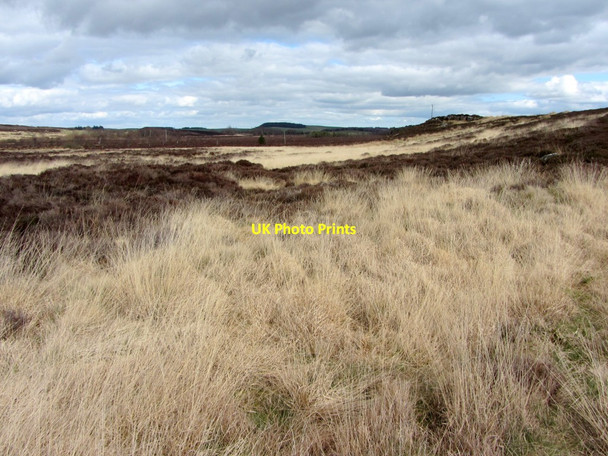 Photo 6"x4" Muckle Moss Thorngrafton c2014