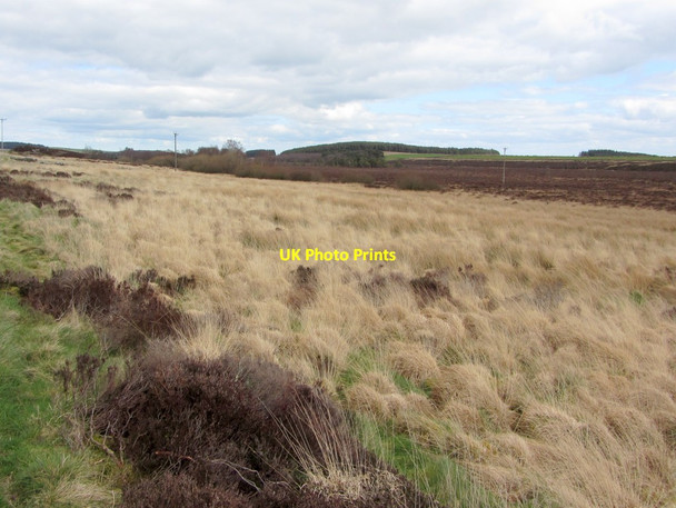Photo 6"x4" Muckle Moss Thorngrafton c2014 P2