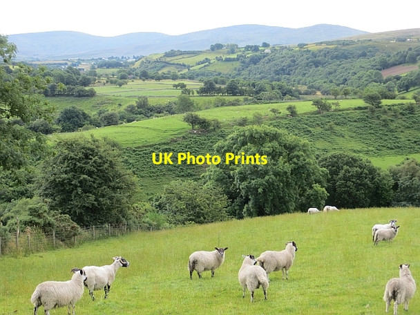 Photo 6"x4" Lisnaragh Irish Townland Dunnamanagh c2013