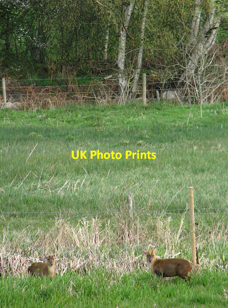Photo 6"x4" Muntjacs beside the Dilham Canal North Walsham c2014