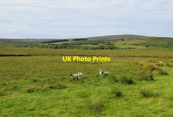 Photo 6"x4" Sheep near Moor Lough Dunnamanagh c2013