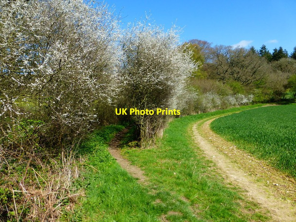 Photo 6"x4" Choice of paths by Rowley Copse Broadmere c2014