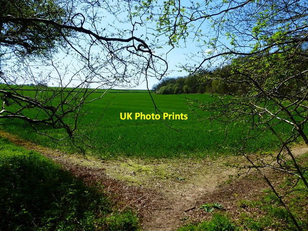 Photo 6"x4" Large field by Rowley Copse Broadmere c2014