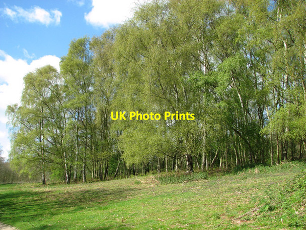 Photo 6"x4" Birches beside the footpath Waterloo\/TM4293 c2014