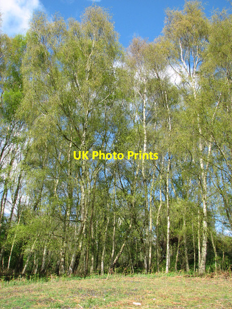 Photo 6"x4" Birch trees by Stanley Hills Waterloo\/TM4293 c2014