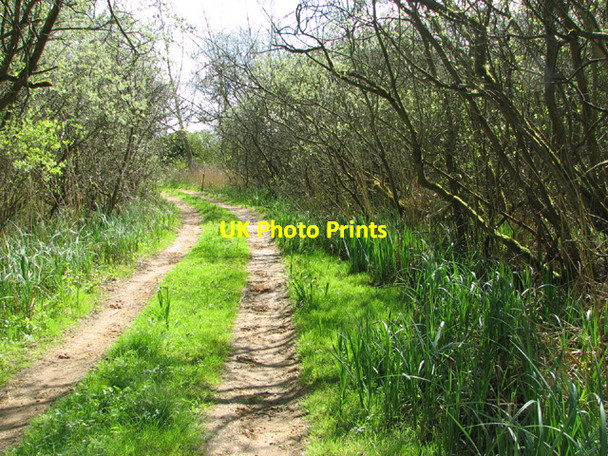 Photo 6"x4" Track to the River Waveney Beccles c2014