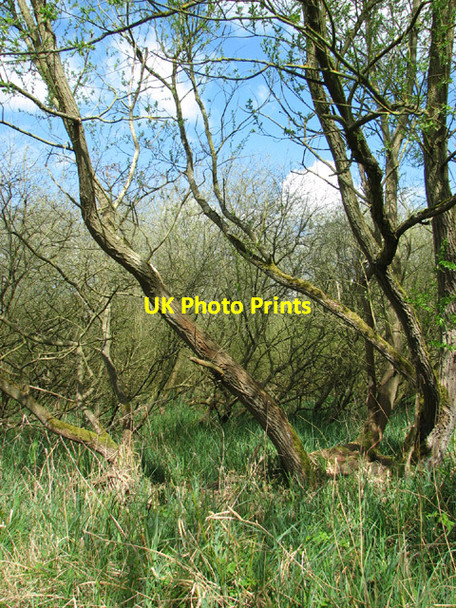 Photo 6"x4" Willows in Stanley Carrs Beccles c2014