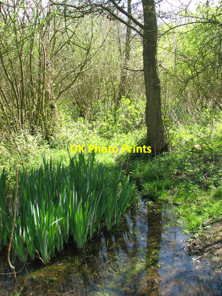 Photo 6"x4" View into Stanley Carrs Waterloo\/TM4293 c2014