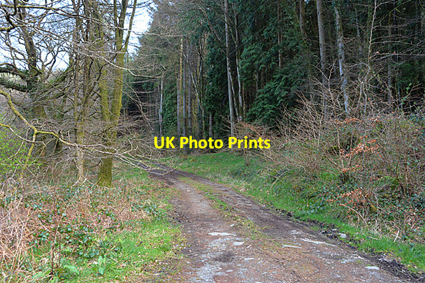 Photo 6"x4" Forestry track south of the Afon Llugwy Capel Curig c2014
