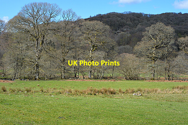 Photo 6"x4" Field and trees by the Afon Llugwy Capel Curig c2014