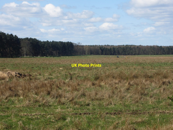 Photo 6"x4" Kimmerston Bog Kimmerston c2014