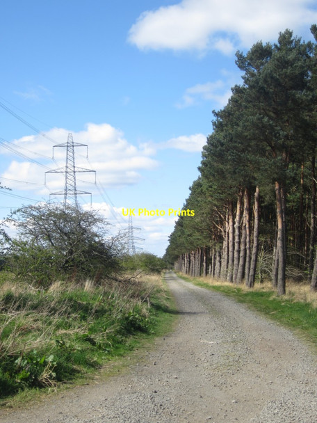 Photo 6"x4" Track alongside Bog Plantation Kimmerston c2014