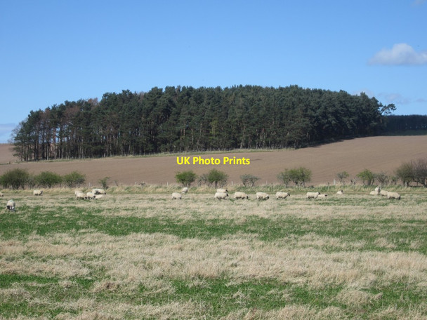Photo 6"x4" Sheep grazing near Fenton Fenton\/NT9733 c2014