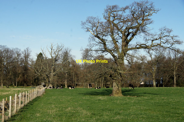 Photo 6"x4" Cattle in a field near Campmuir Kettins c2014