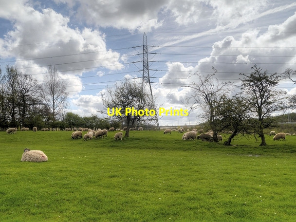 Photo 6"x4" Sheep Grazing near the M6 Bamber Bridge c2014