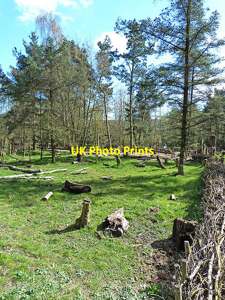 Photo 6"x4" Hollowood, Washington Wetland Centre Washington\/NZ3157 c2014