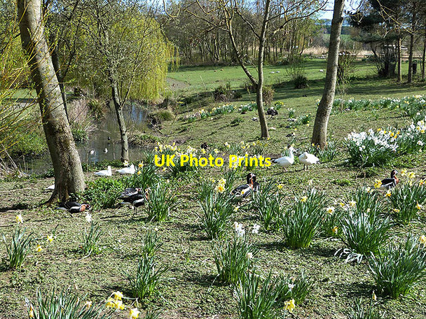 Photo 6"x4" Exotic birds at Washington Wetland Centre Washington\/NZ3157 c2014