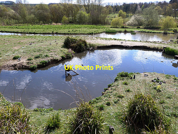 Photo 6"x4" Ponds at Washington Wetland Centre Washington\/NZ3157 c2014