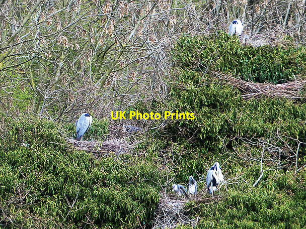 Photo 6"x4" Heronry at Washington Wetland Centre Washington\/NZ3157 c2014