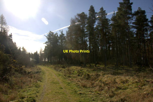 Photo 6"x4" Track through forestry at Little Ballo Lundie\/NO2936 c2014