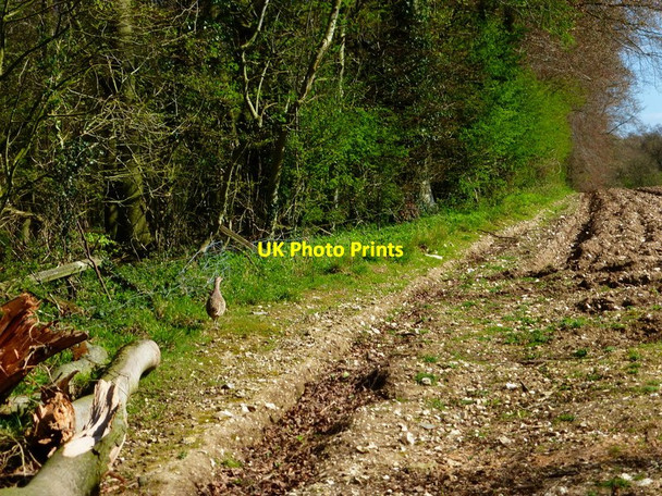 Photo 6"x4" Field edge by woodland Tunworth c2014