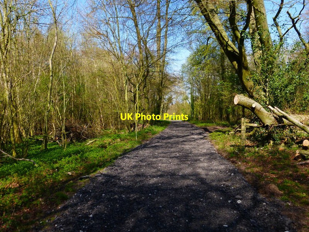 Photo 6"x4" Track through woodland spur Tunworth c2014
