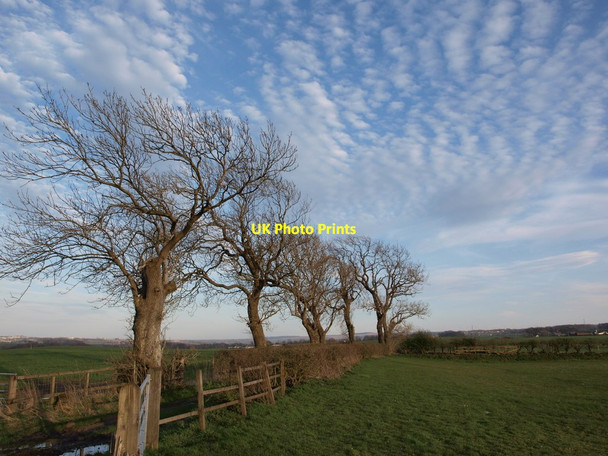 Photo 6"x4" Tree-lined track between fields Kirkhill\/NS5555 c2014