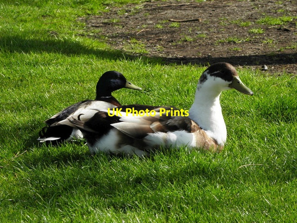 Photo 6"x4" A pair of ducks, Monaghan Monaghan c2014