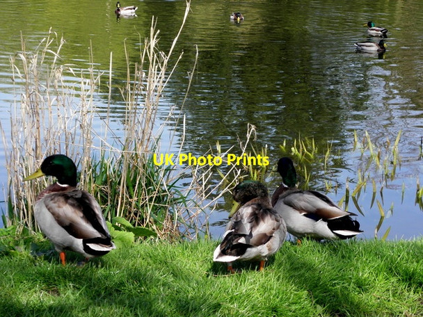 Photo 6"x4" Ducks taking to water, Monaghan Monaghan c2014