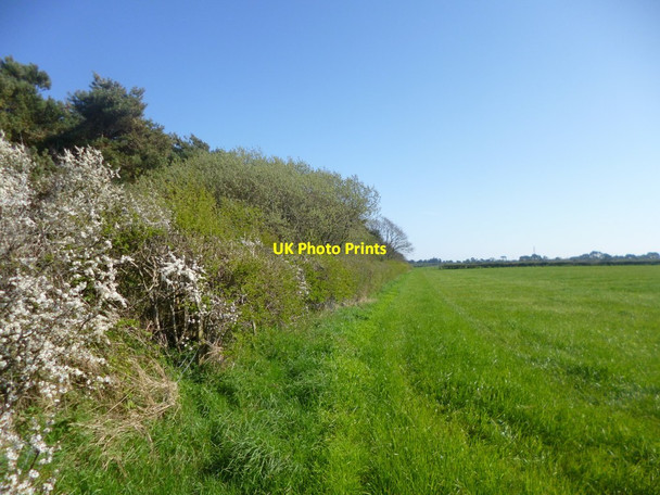 Photo 6"x4" Burton, windbreak Christchurch\/SZ1592 c2014