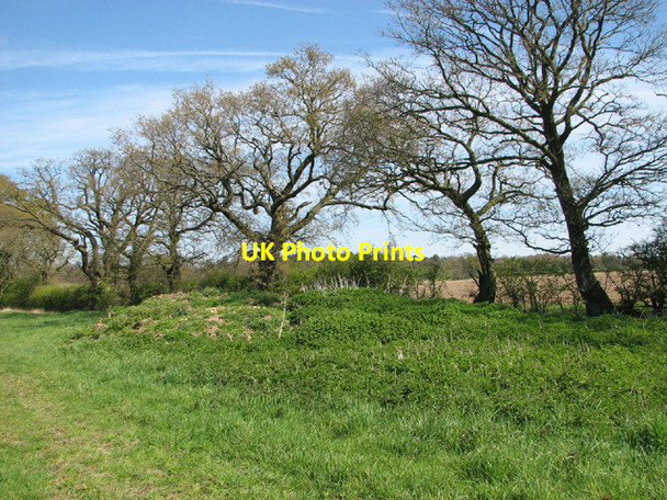 Photo 6"x4" Trees growing on field boundary Fulmodeston c2014