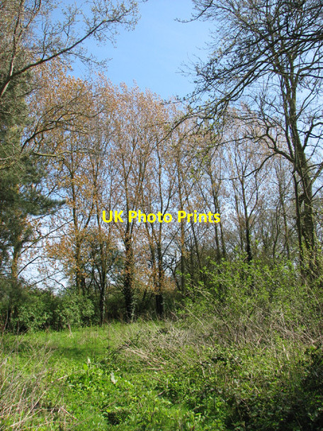 Photo 6"x4" Poplars by Lyng Hall Farm Wood Norton\/TG0128 c2014