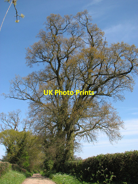 Photo 6"x4" Old oaks growing beside Wing's Lane Wood Norton\/TG0128 c2014