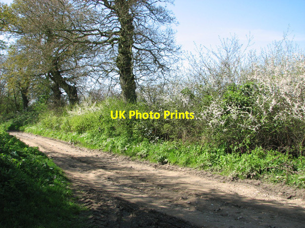 Photo 6"x4" Flowering shrubs beside Wing's Lane Wood Norton\/TG0128 c2014