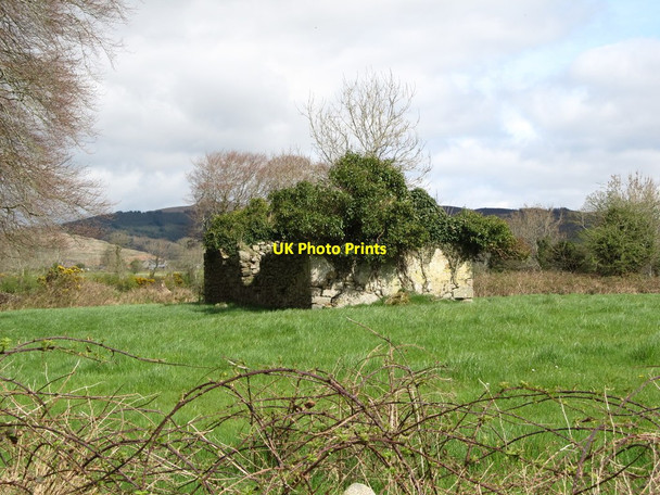 Photo 6"x4" Ivy covered ruin north of the Clonlum South Prehistoric Tomb Flurrybridge c2014