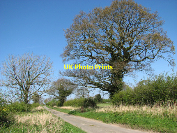 Photo 6"x4" Ivy-clad oak tree beside Green Lane Upper Guist c2014