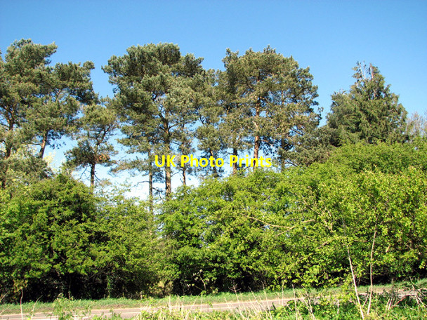 Photo 6"x4" Pine trees beside Fakenham Road (A1067) Sparham c2014