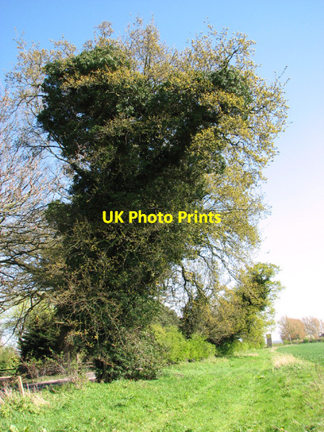 Photo 6"x4" Ivy-clad oak beside Fakenham Road (A1067) Sparham c2014