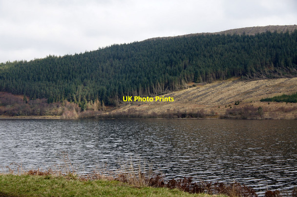 Photo 6"x4" Forestry beside St Mary's Loch Dryhope c2014