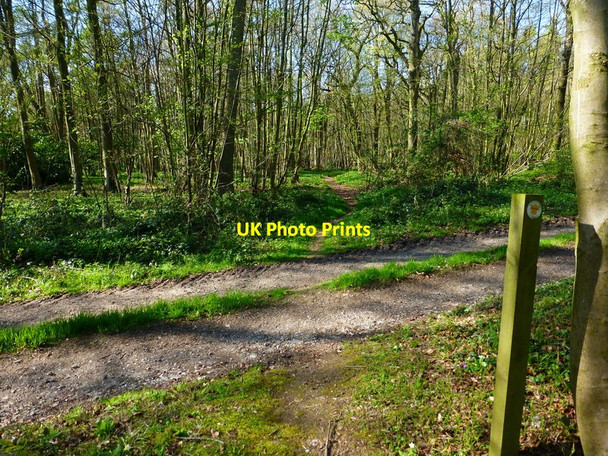 Photo 6"x4" Footpath crosses farm track between Picked Craft and Hatwood's Copses Tunworth c2014