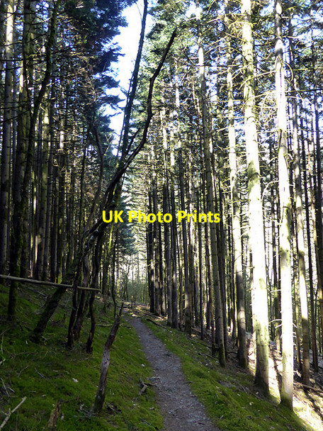 Photo 6"x4" Path through Coed Rheidol Devil's Bridge\/Pontarfynach c2014