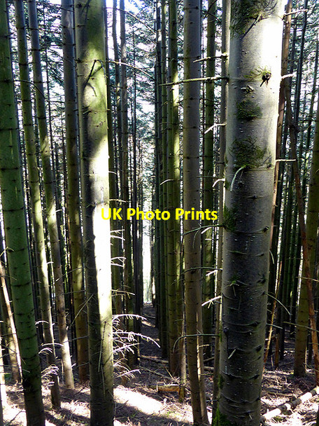 Photo 6"x4" Sitka spruce in Coed Rheidol Devil's Bridge\/Pontarfynach c2014