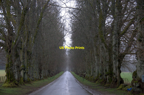 Photo 6"x4" Avenue of trees at Blair Castle Bailanloan c2014
