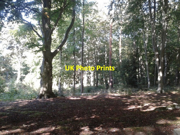 Photo 6"x4" Trees at Brandon Country Park Brandon\/TL7886 c2013